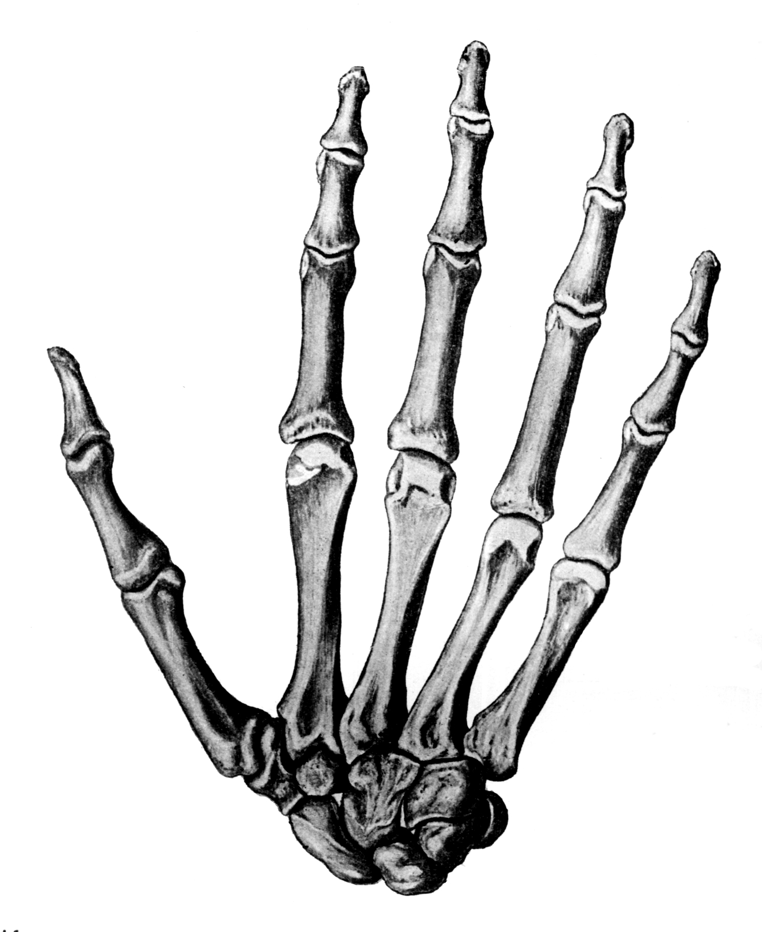 Скелет пальцев человека. Скелет кисти человека. Скелет руки. Тату кости на кисти. Тату скелет на кисти.